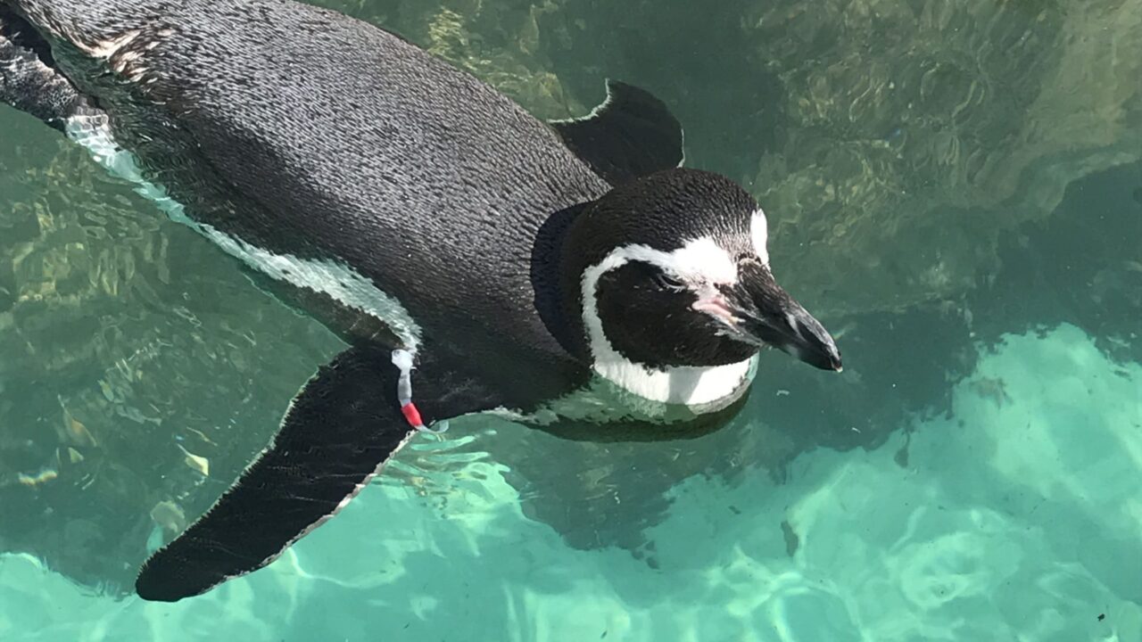 愛知県豊橋市 のんほいパーク 豊橋総合動植物公園 へ子連れでお出かけ 動物園編 みんなの子育てメモサイト Komemo