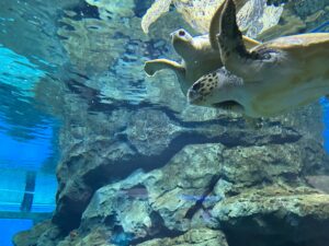 名古屋市港区 名古屋港水族館 へ子連れでお出かけ 館内レポート 南館編 みんなの子育てメモサイト Komemo