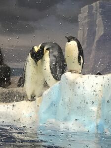 名古屋港水族館　ペンギン