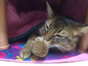 ペット飼いたいっ 共働き子育て世帯でも飼えるペットは みんなの子育てメモサイト Komemo