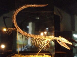 モササウルス　骨格
